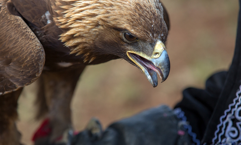 golden eagle mongolia 
